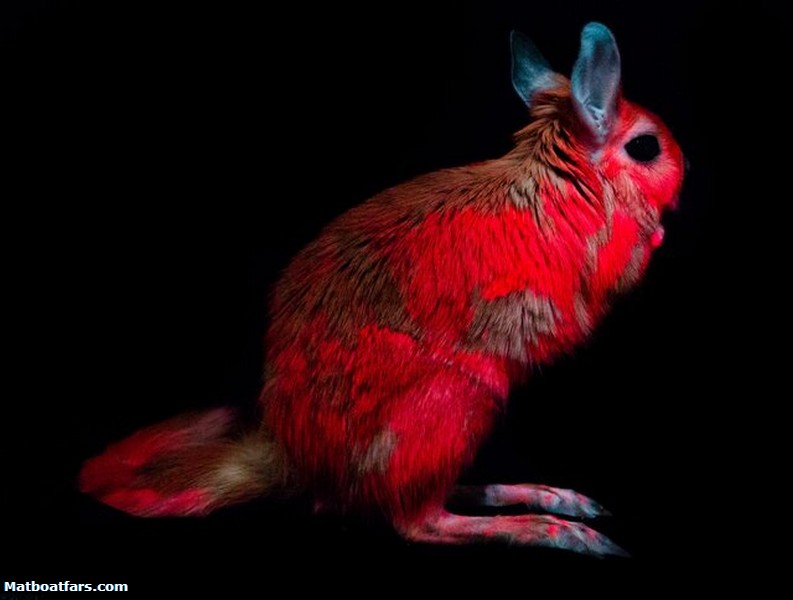 کشف خرگوش‌هایی که نور صورتی منتشر می‌کنند
