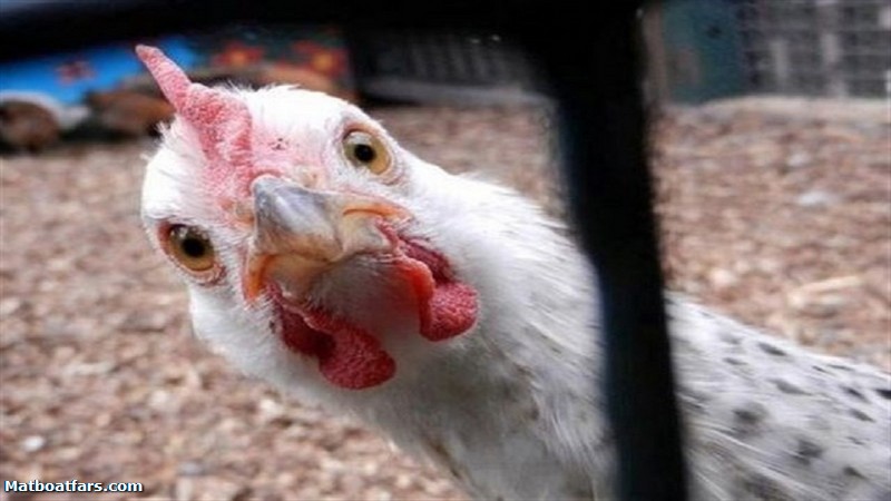 واردات مرغ و تخم‌مرغ برای تنظیم بازار