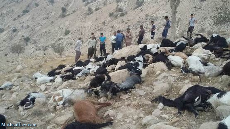 ۱۰۰ راس گوسفند بر اثر مسمومیت در ارسنجان فارس تلف شد