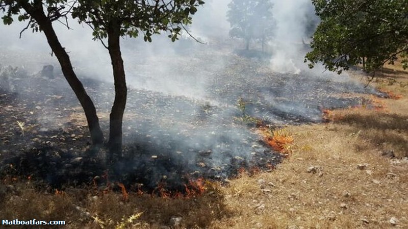 آتش‌سوزی منطقه شورآب سیاخ دارنگون شیراز مهار شد