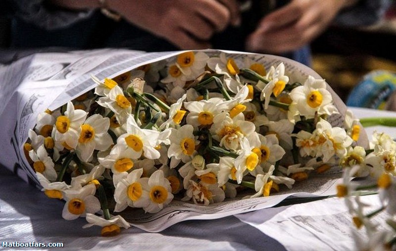 شیراز میزبان نخستین جشنواره ملی عکس گل