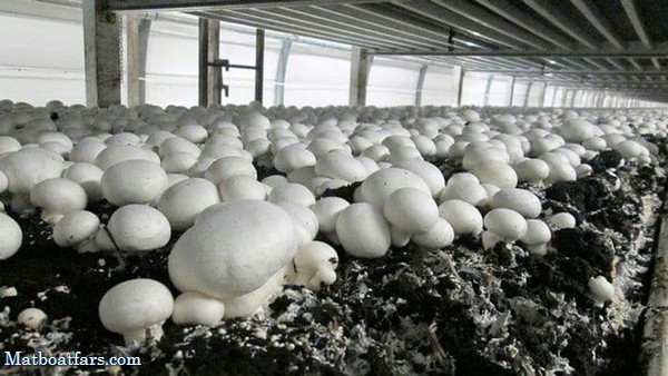 معافیت تولیدکنندگان قارچ از مالیات