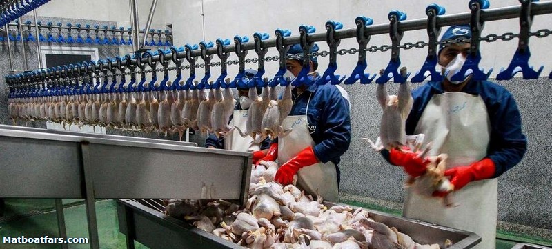 کمیابی مرغ در بازار فارس با وجود یک و نیم برابر شدن تولید