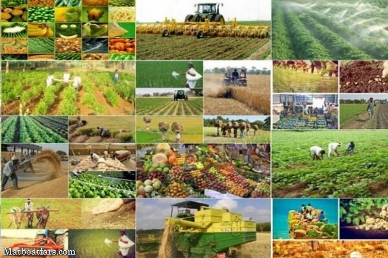 تولیدات کشاورزی فارس طی هفت سال حدود ۲۳ درصد افزایش یافته است