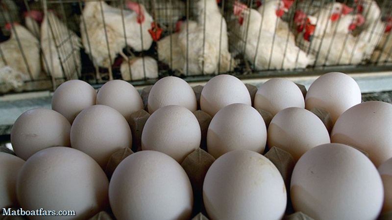 علت گرانی تخم مرغ در روزهای اخیر مشخص شد